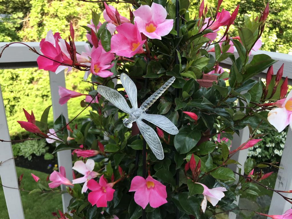 Dragonfly Guest House オガンクィット エクステリア 写真